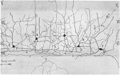 Structure and function of neocortical layer 6b